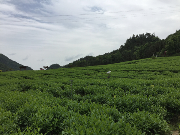 湖南华莱生物科技有限公司官网，前沿科技与生物领域的探索桥梁