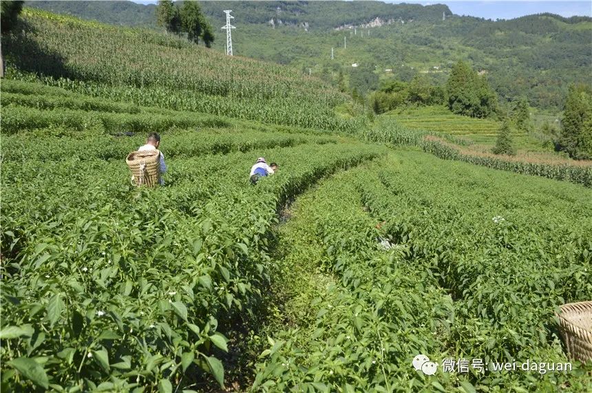 金乡辣椒价格背后的自然探索之旅，寻找内心的宁静与平和